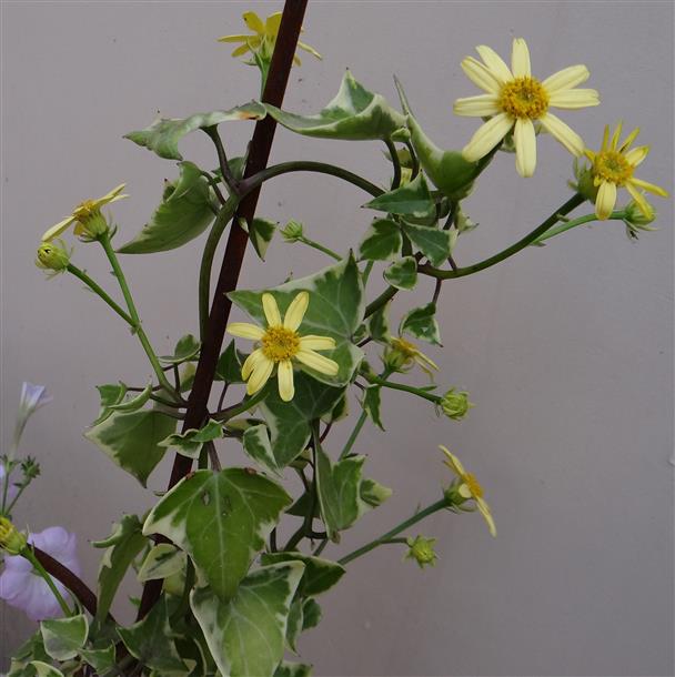 Senecio macroglossum